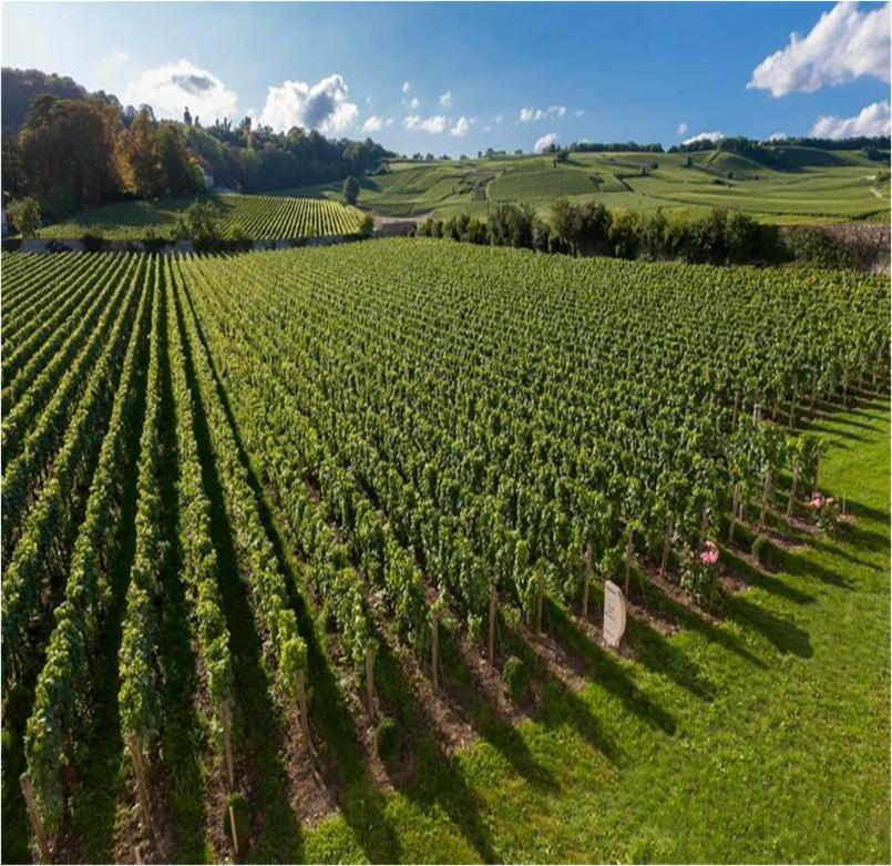 Le Clos Des Belvals Bed & Breakfast Blancs-Coteaux Exterior photo